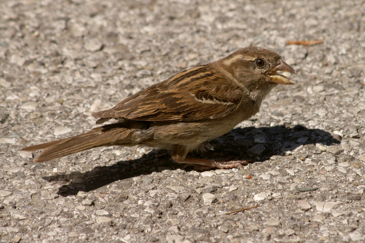 Sparrow Sparrow