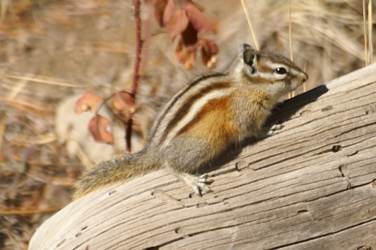 Chipmunk Chipmunk