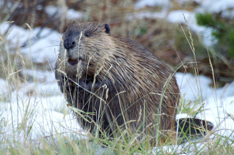 Beaver Beaver
