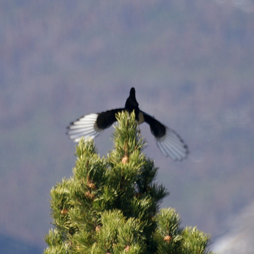 Magpie taking off Magpie taking off
