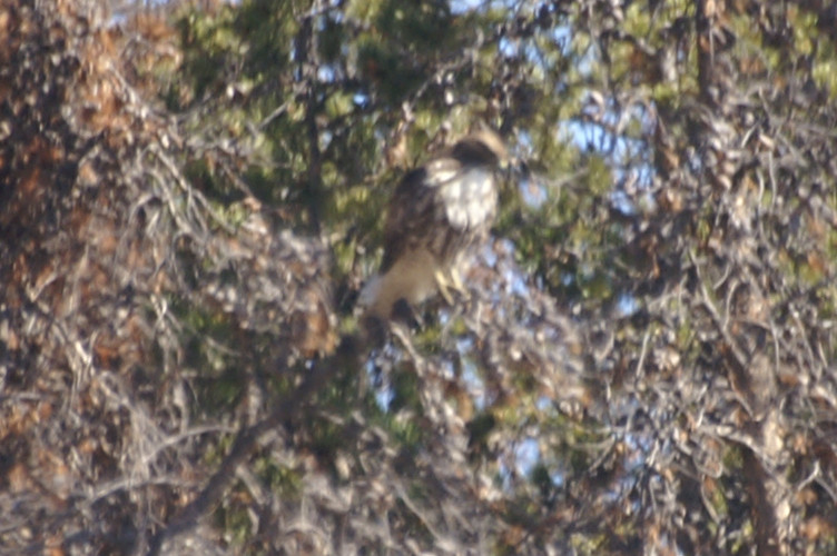Bird of prey Bird of prey