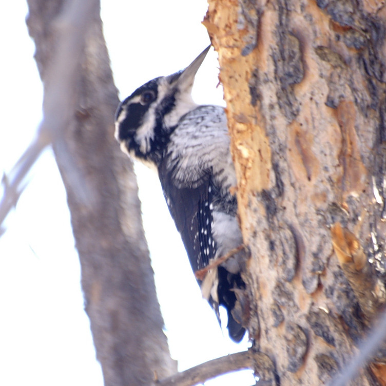 Woodpecker Woodpecker