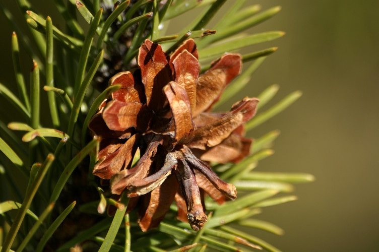 Pine cone Pine cone
