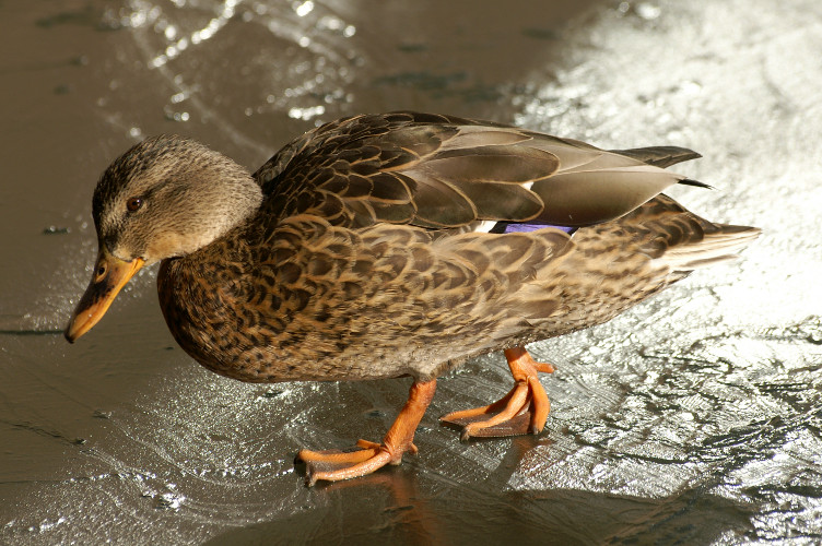 Duck on ice Duck on ice