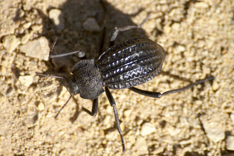 Beetle Beetle
