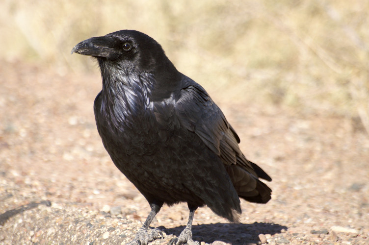 Raven Raven
