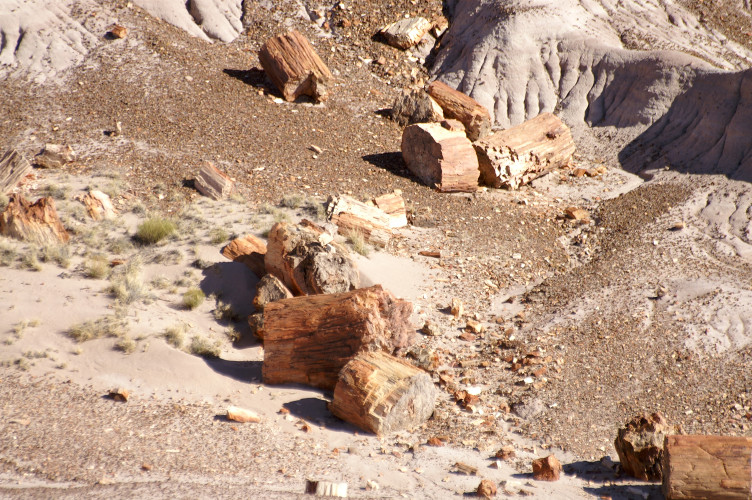 Petrified logs Petrified logs
