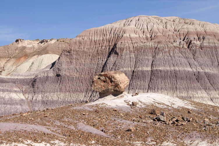 Large petrified log Large petrified log
