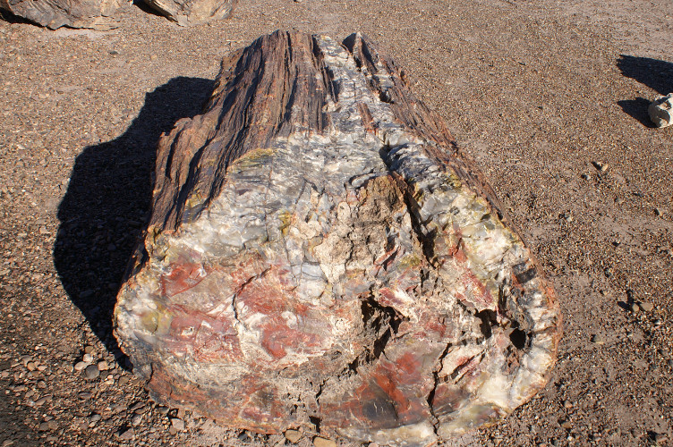 Petrified log Petrified log