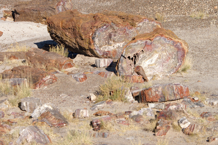 Colourful petrified wood Colourful petrified wood