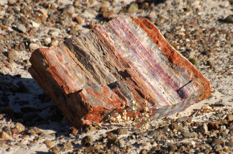 A small piece of petrified wood A small piece of petrified wood