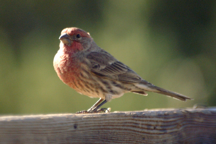 Bird Bird